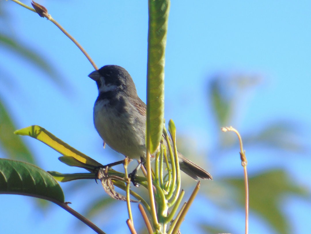 Double-collared Seedeater - ML643958831
