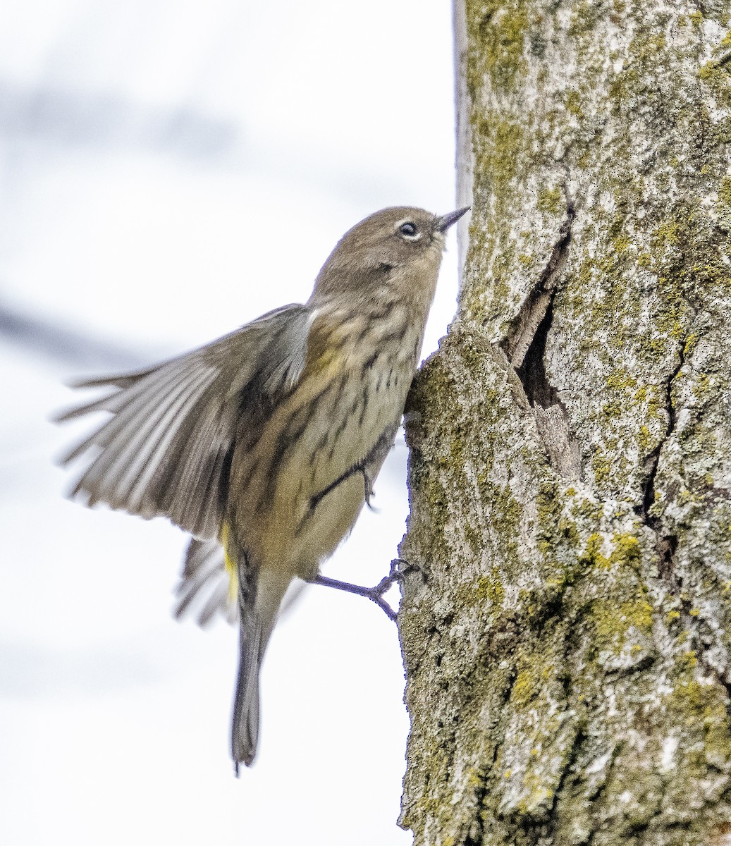 Yellow-rumped Warbler - ML643958844