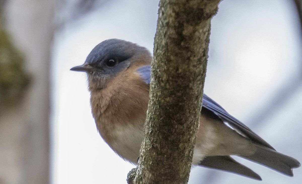 Eastern Bluebird - ML643958850