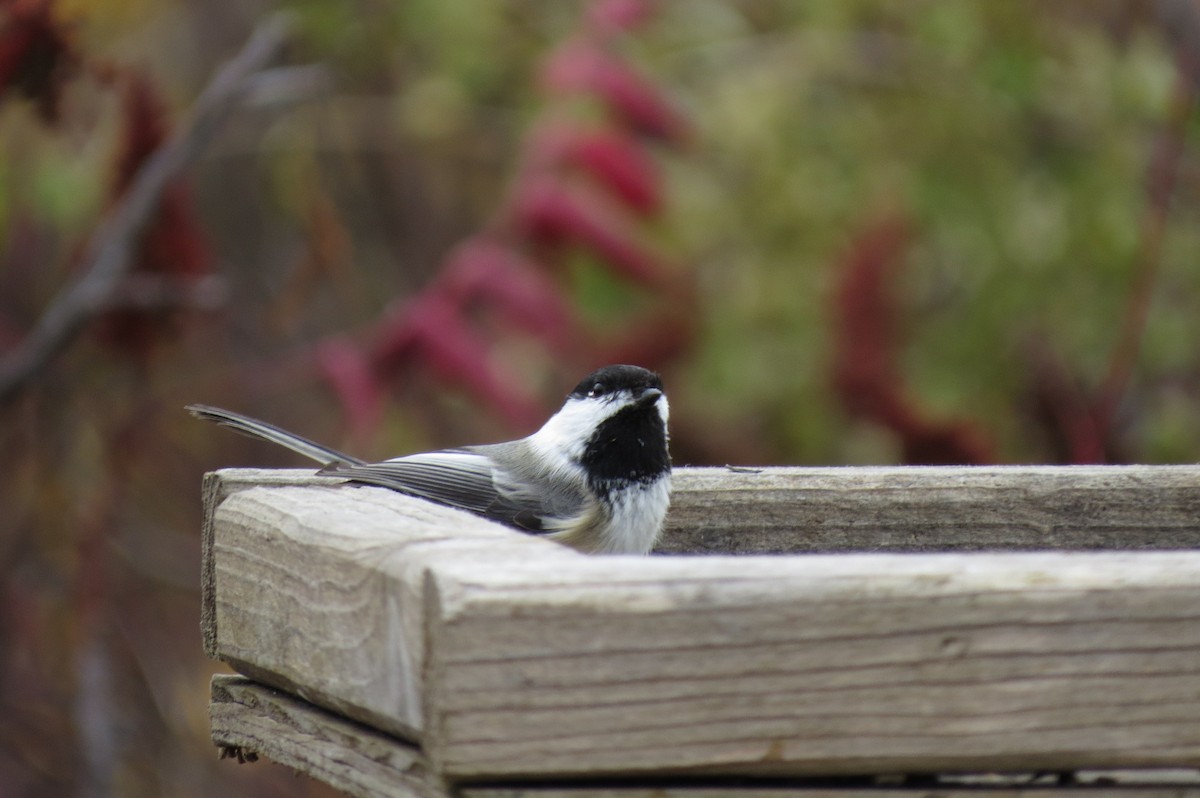 Black-capped Chickadee - ML643958857