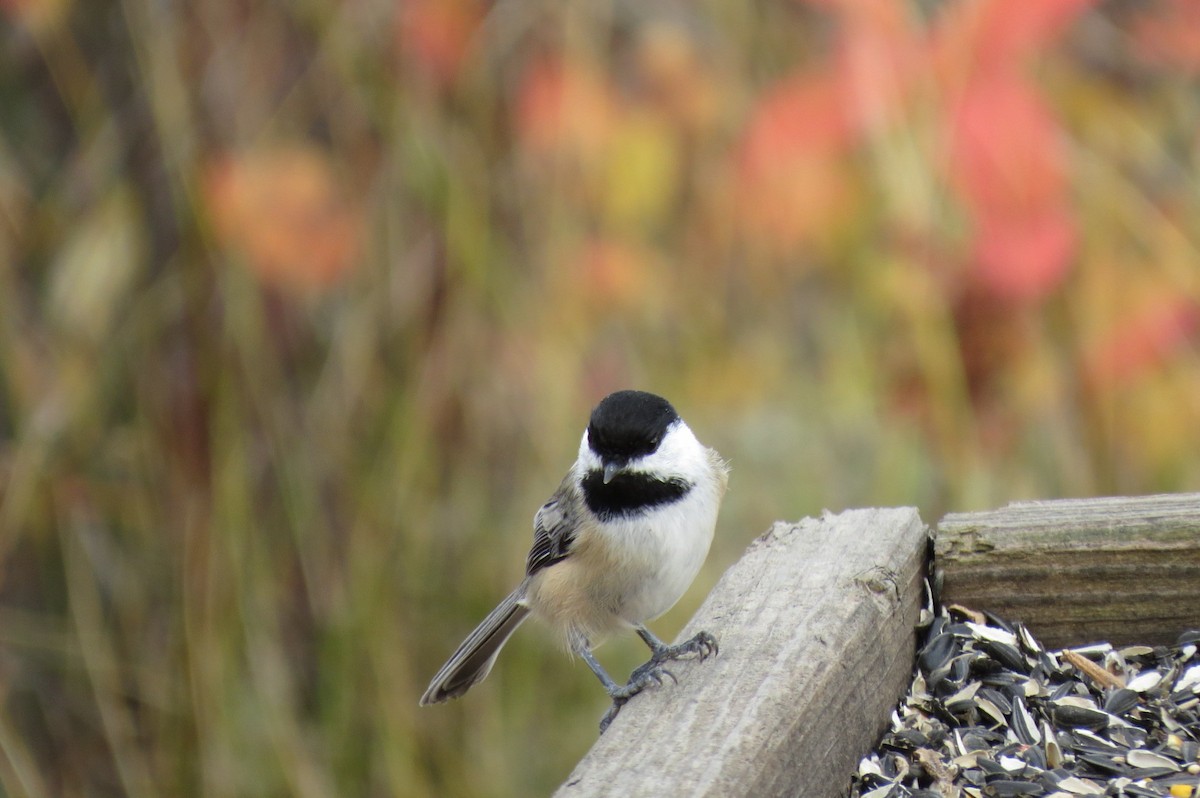 Black-capped Chickadee - ML643958860