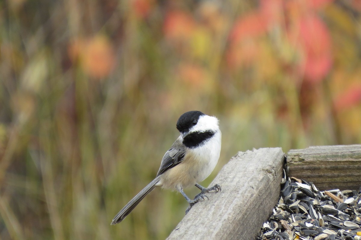 Black-capped Chickadee - ML643958861