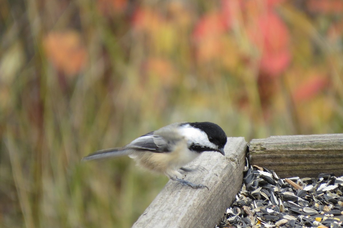 Black-capped Chickadee - ML643958862