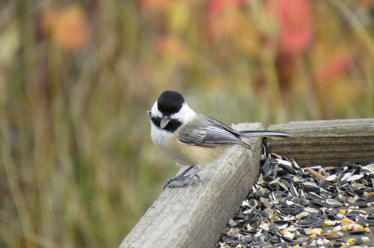 Black-capped Chickadee - ML643958863