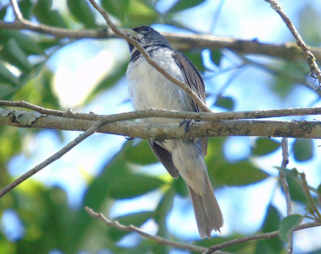 Double-collared Seedeater - ML643958876