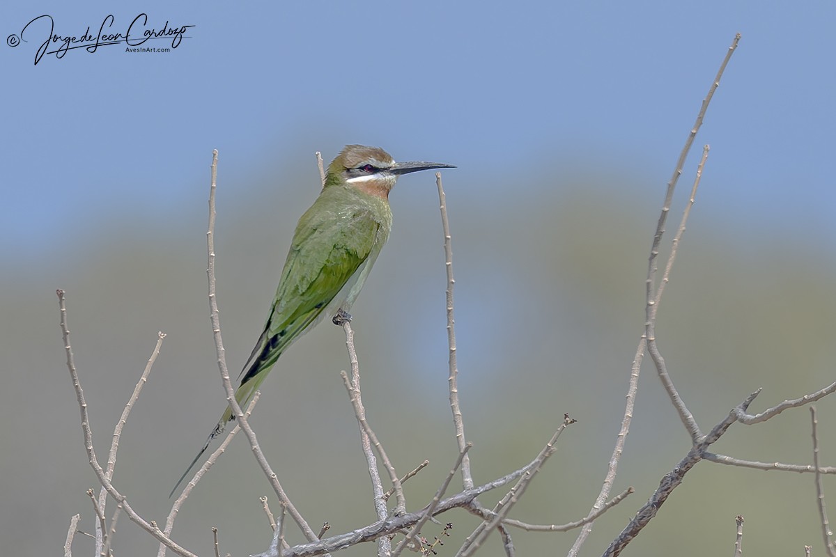 Olive Bee-eater - ML643958894