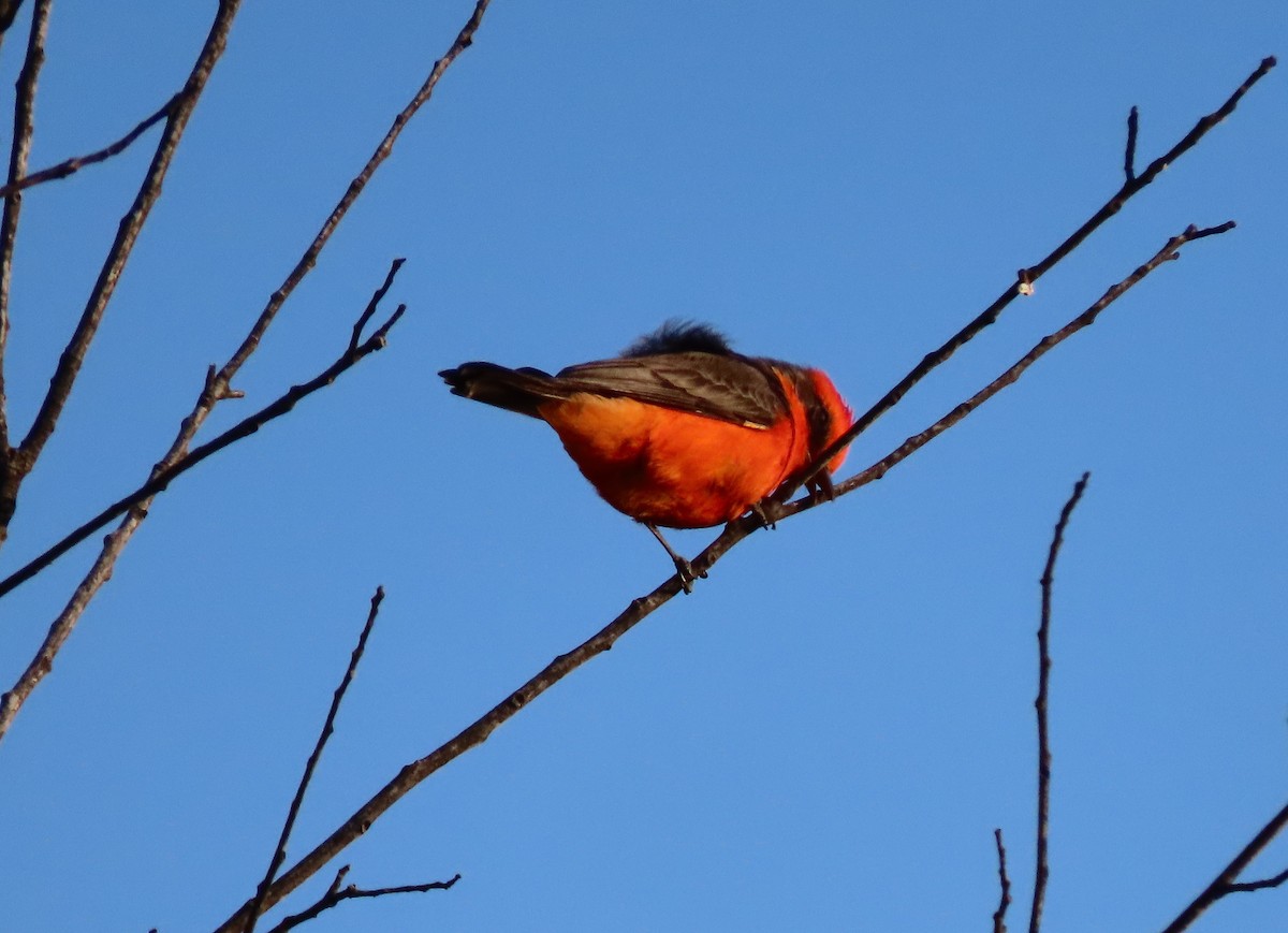 Vermilion Flycatcher - ML643958898