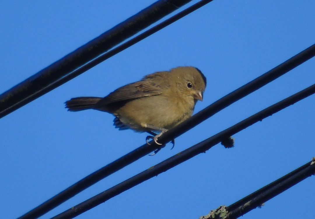 Double-collared Seedeater - ML643958911