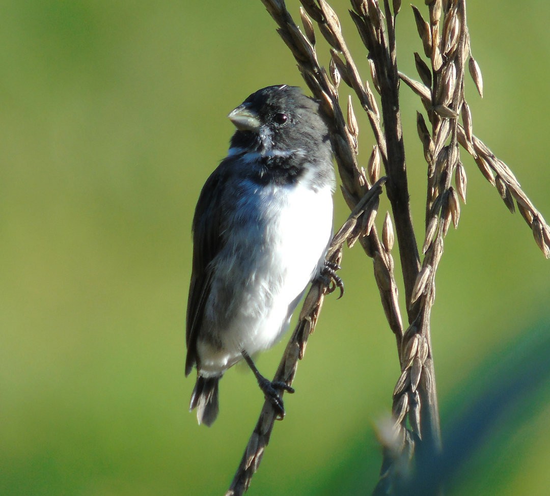 Double-collared Seedeater - ML643958912