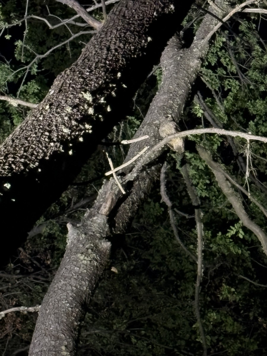 puštík rezavonohý - ML643958918