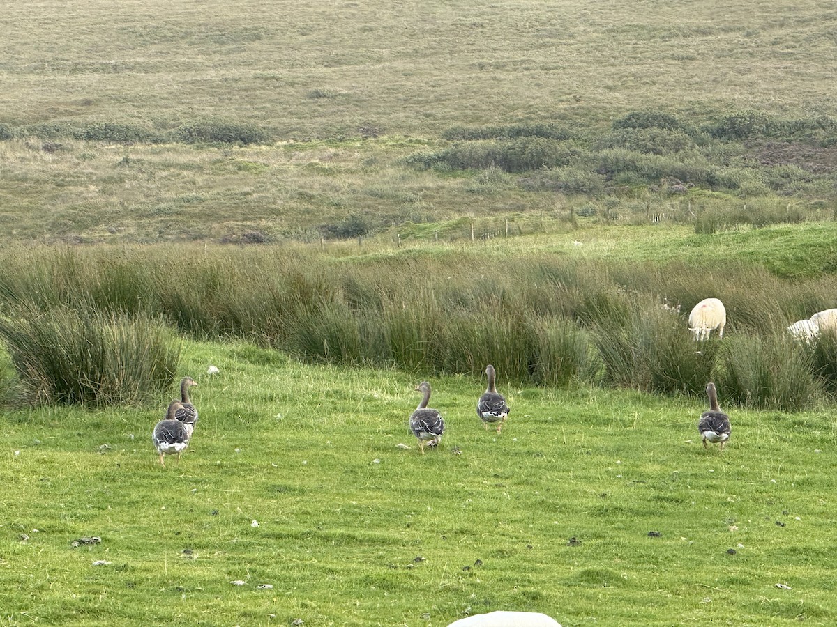 Graylag Goose - ML643958919