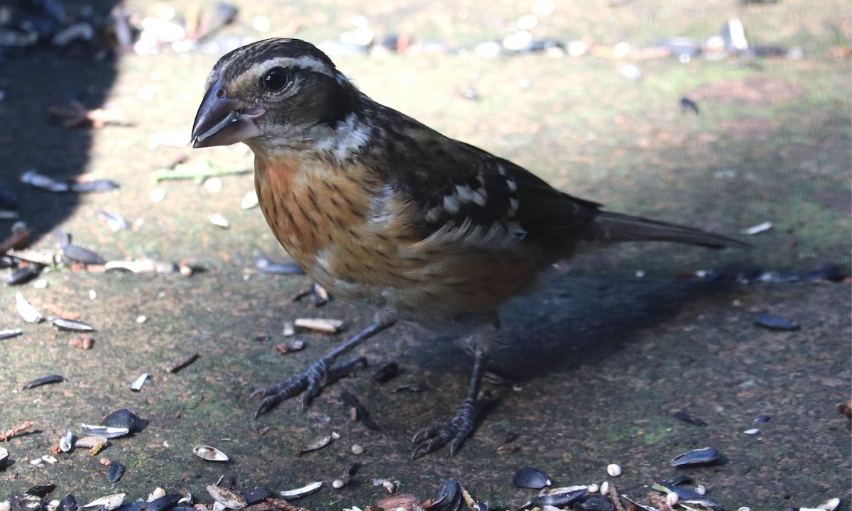 Rose-breasted Grosbeak - ML643958938