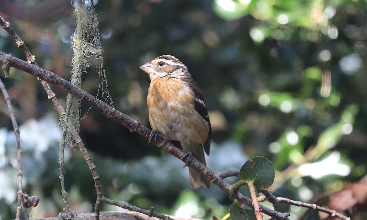 Rose-breasted Grosbeak - ML643958939