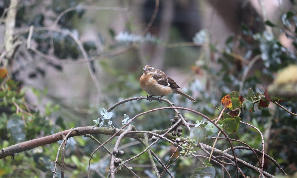 Rose-breasted Grosbeak - ML643958940