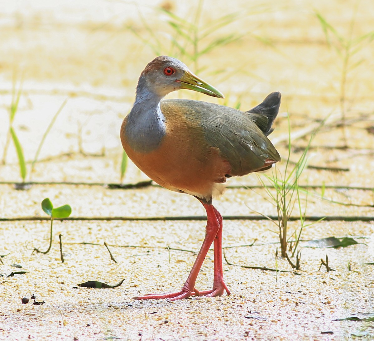 Russet-naped Wood-Rail - ML643958945