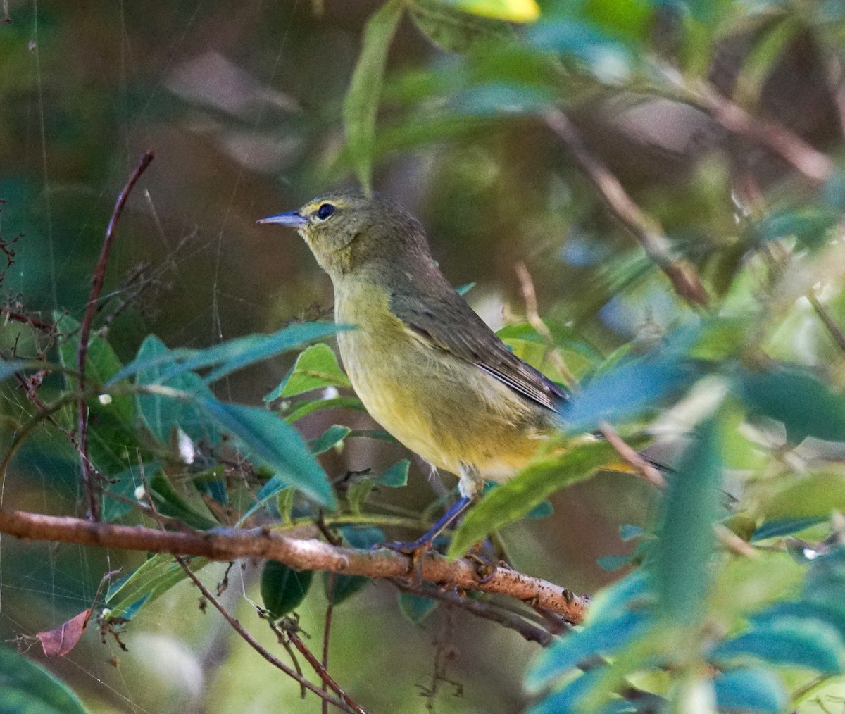Orange-crowned Warbler - ML643958964