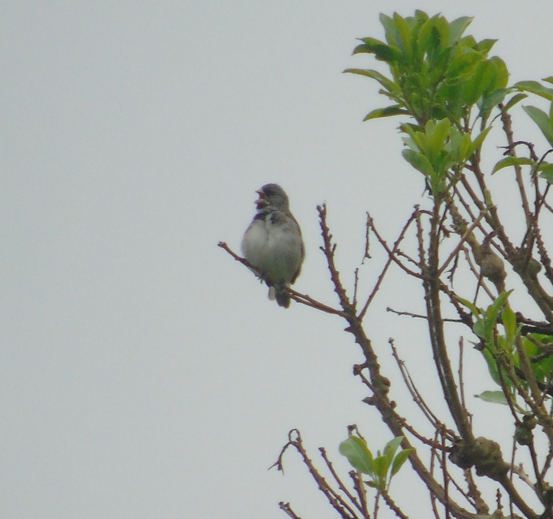 Double-collared Seedeater - ML643958966