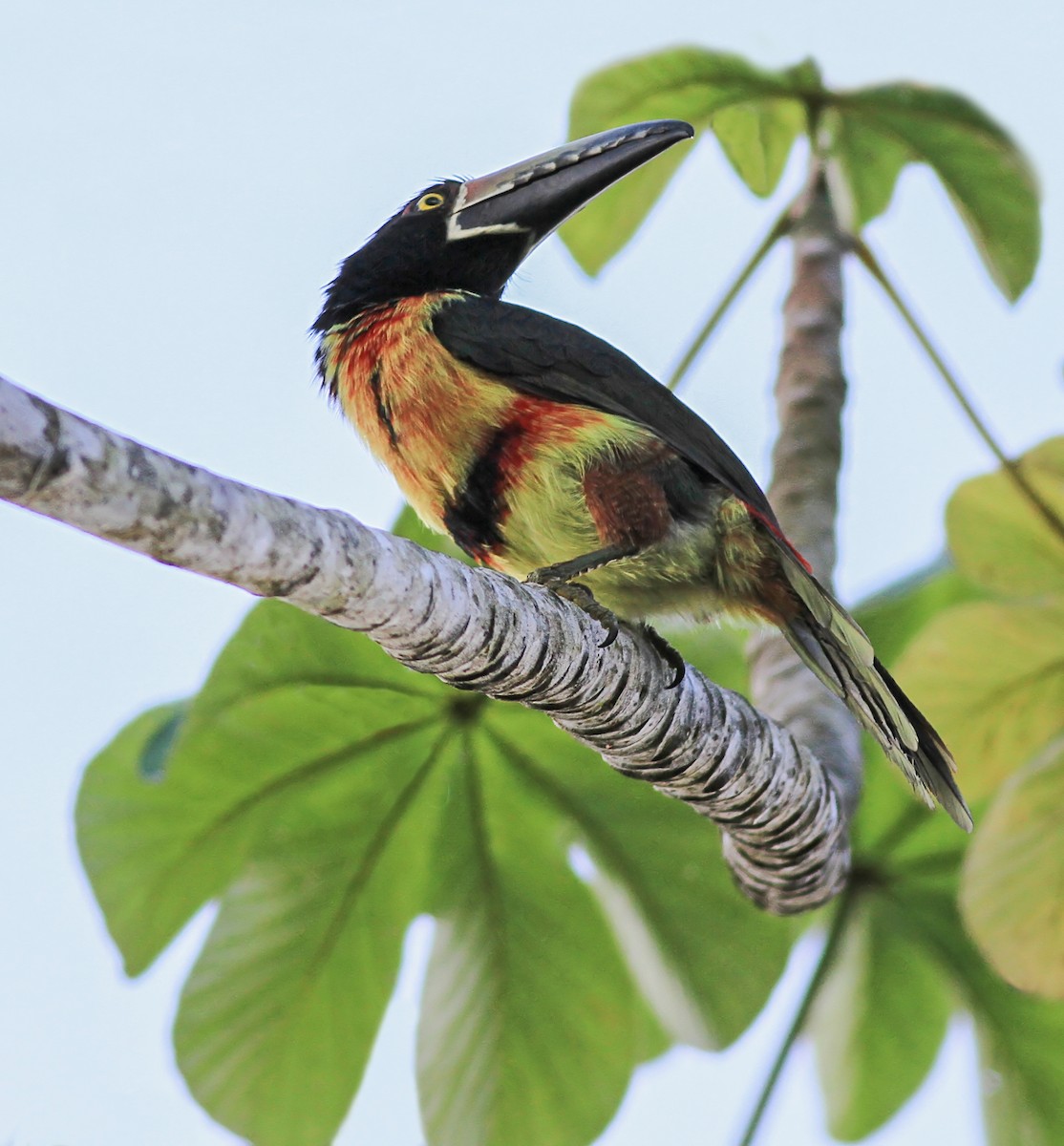 Collared Aracari - ML643958970