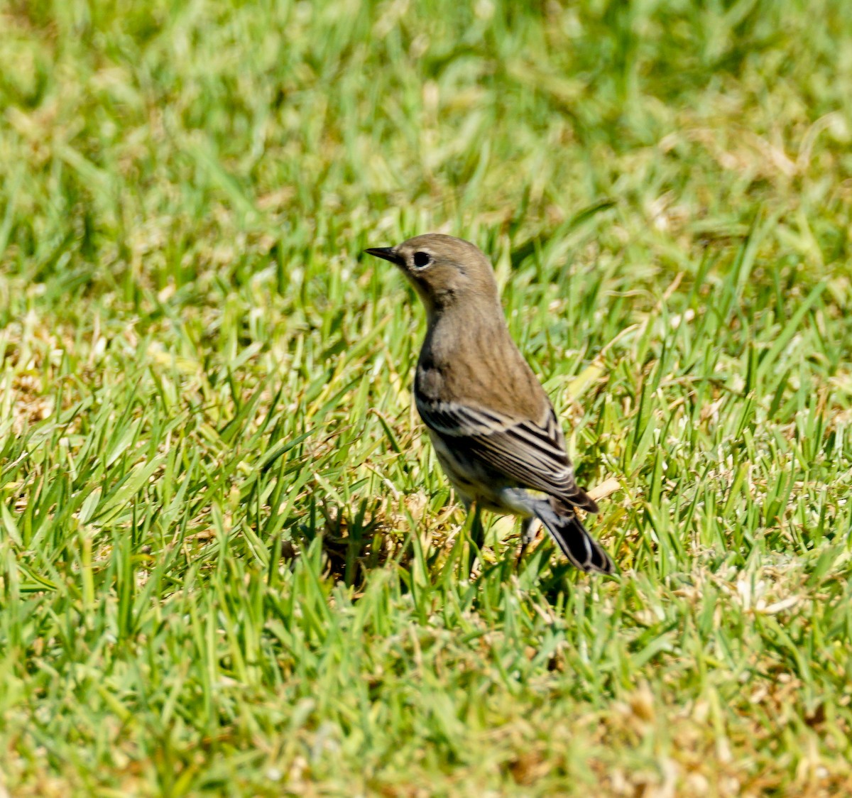 Yellow-rumped Warbler - ML643958979