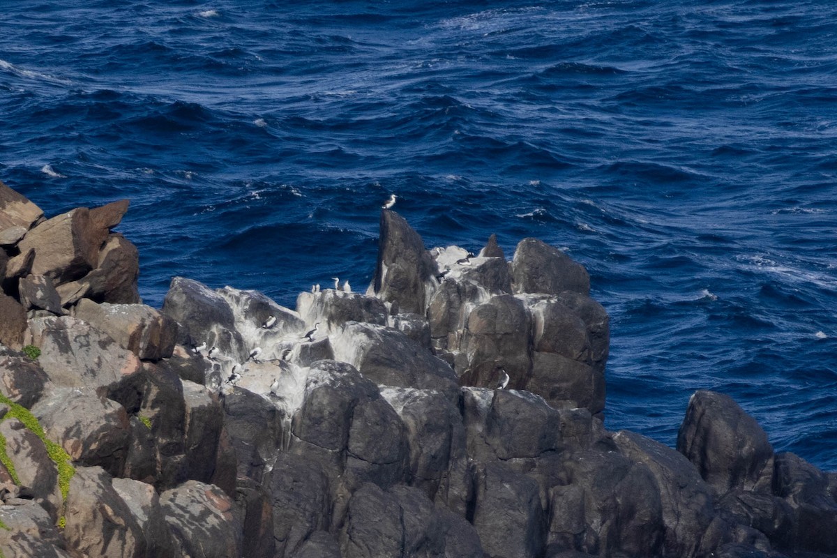 Cormoran de Tasmanie - ML643958980