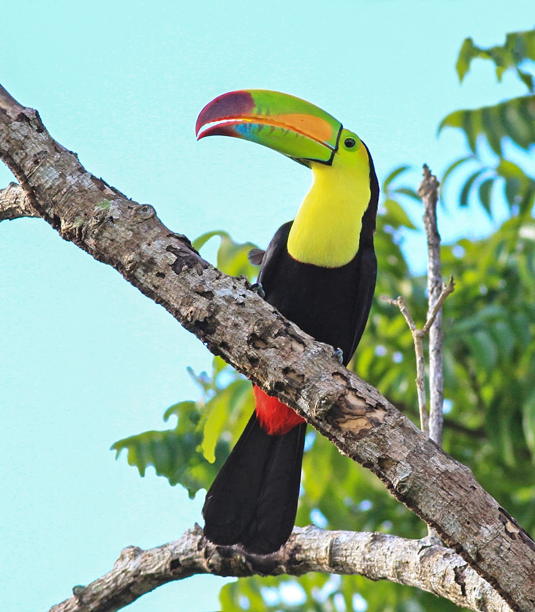 Keel-billed Toucan - ML643958983