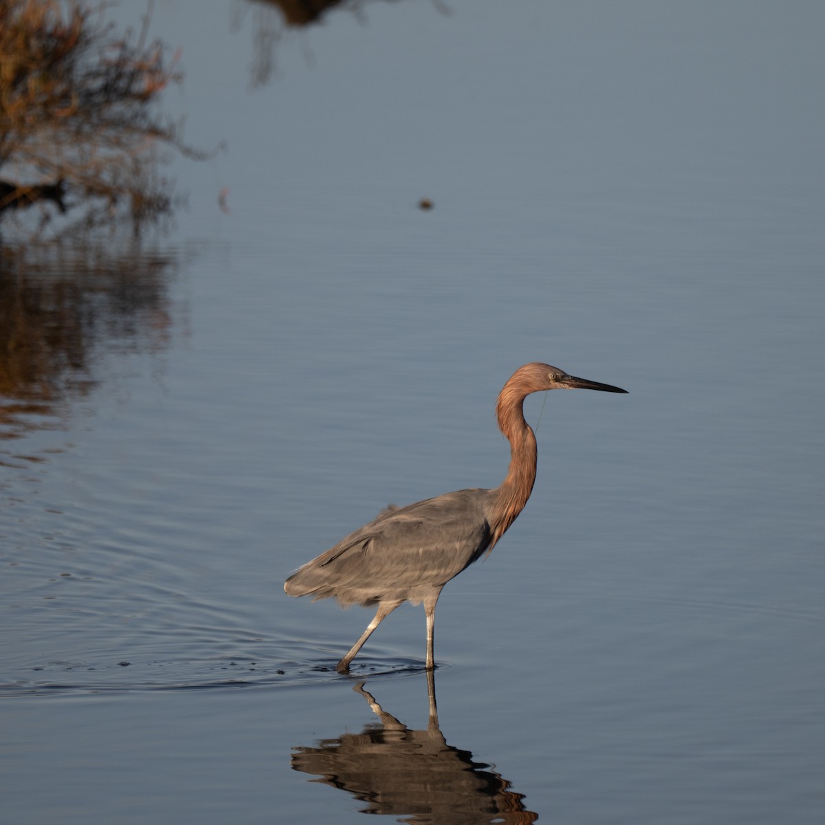 Reddish Egret - ML643958990