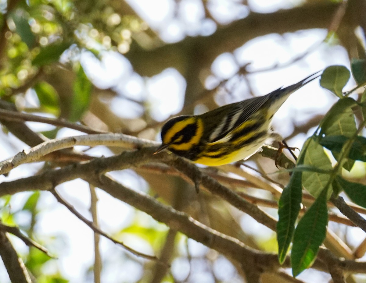 Townsend's Warbler - ML643958997