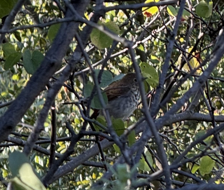 Hermit Thrush - ML643958998