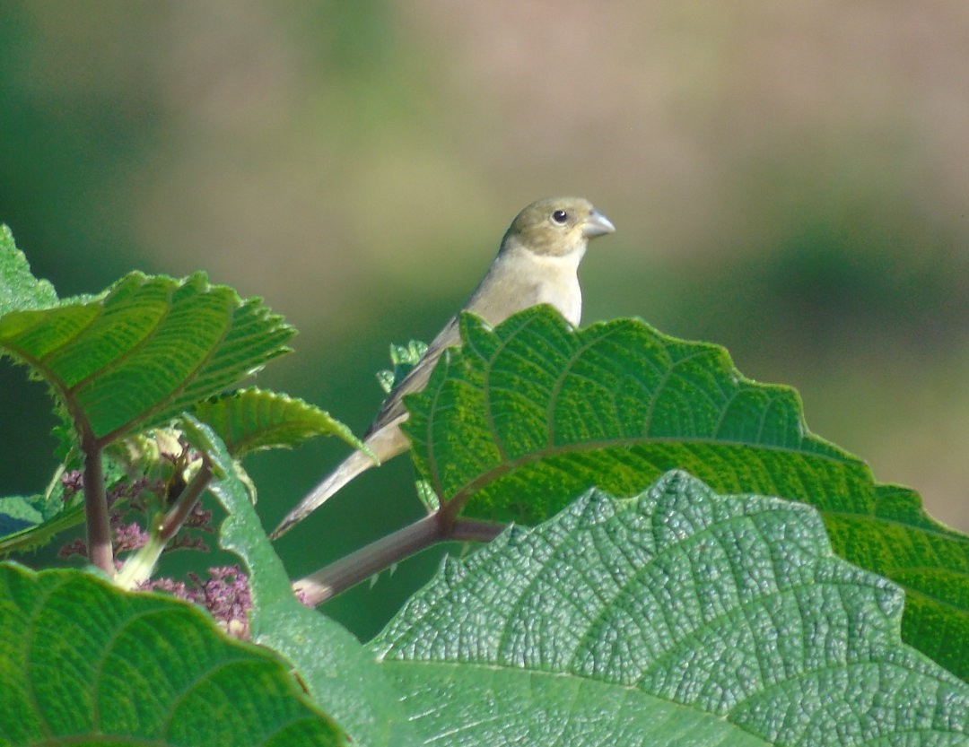 Double-collared Seedeater - ML643959001