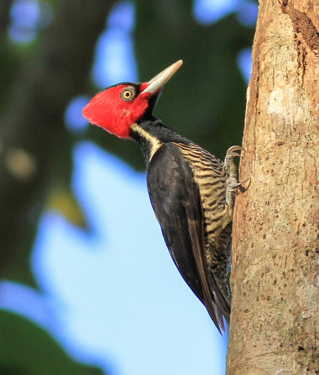 Pale-billed Woodpecker - ML643959017