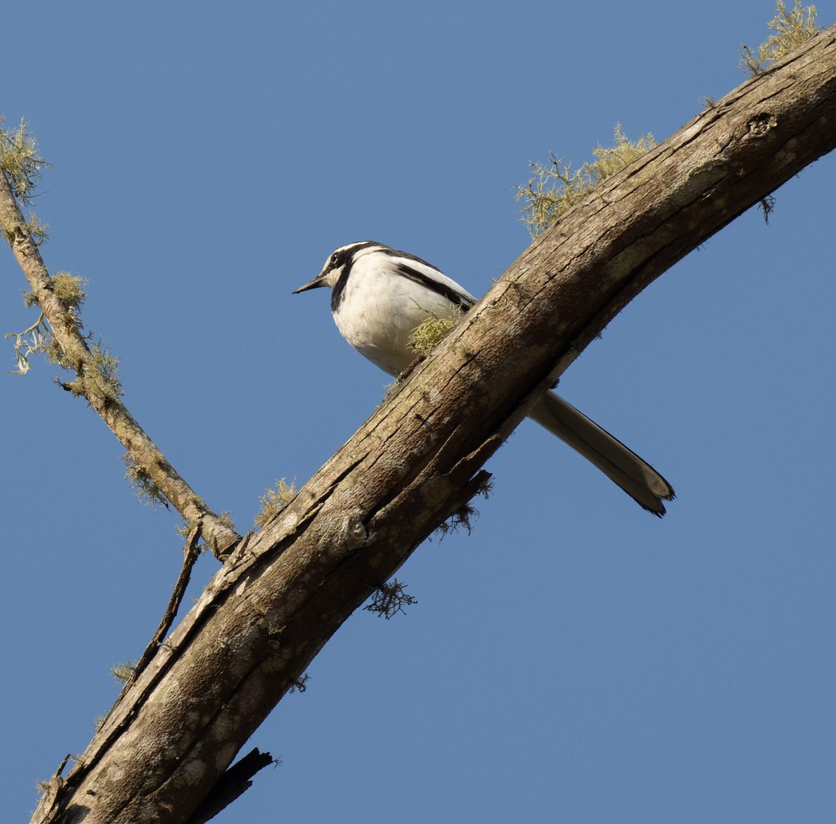 African Pied Wagtail - ML643959027