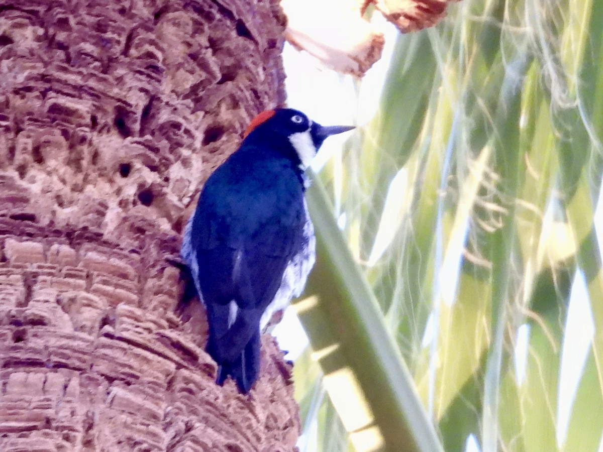 Acorn Woodpecker - ML643959028