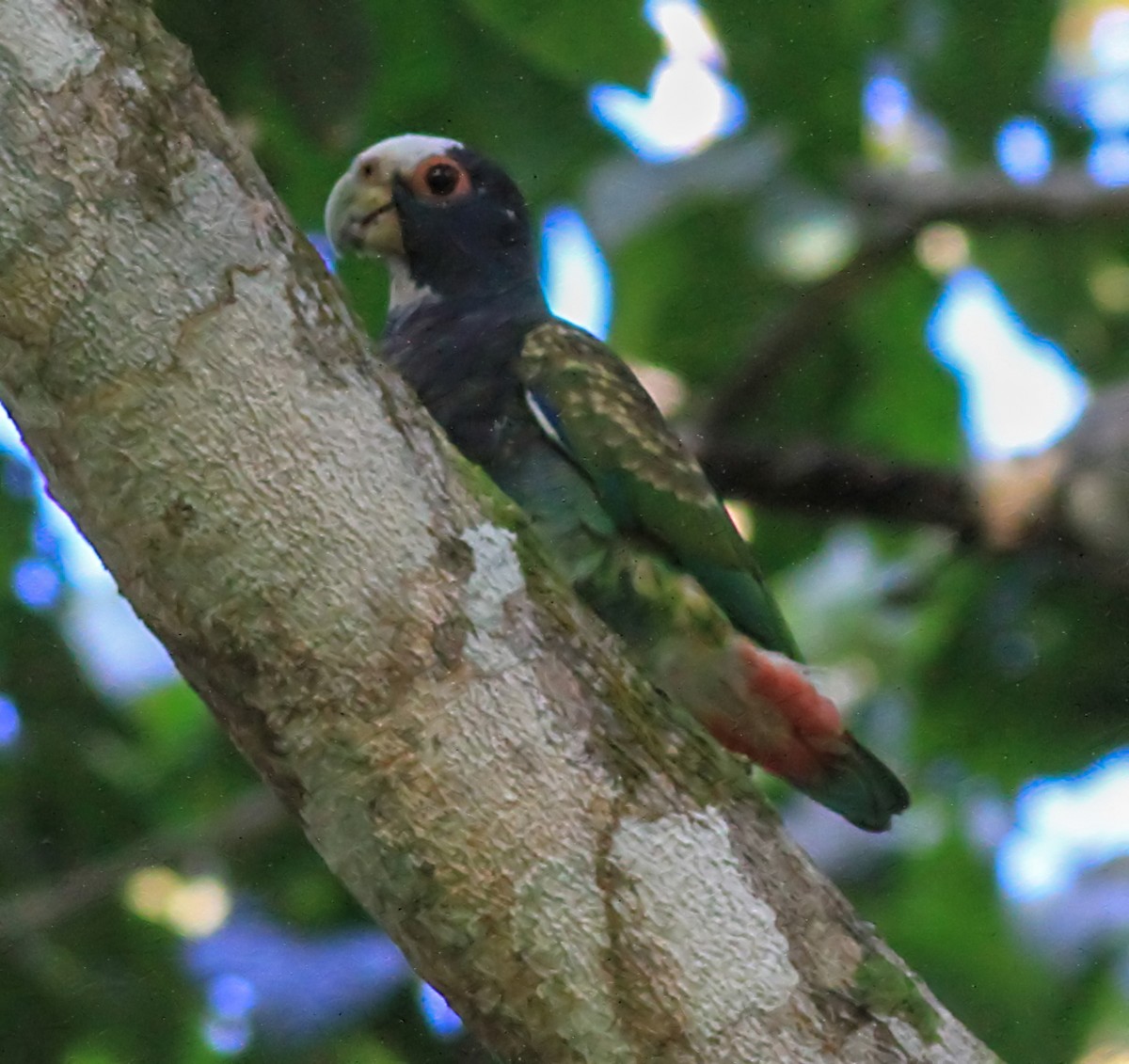 White-crowned Parrot - ML643959029