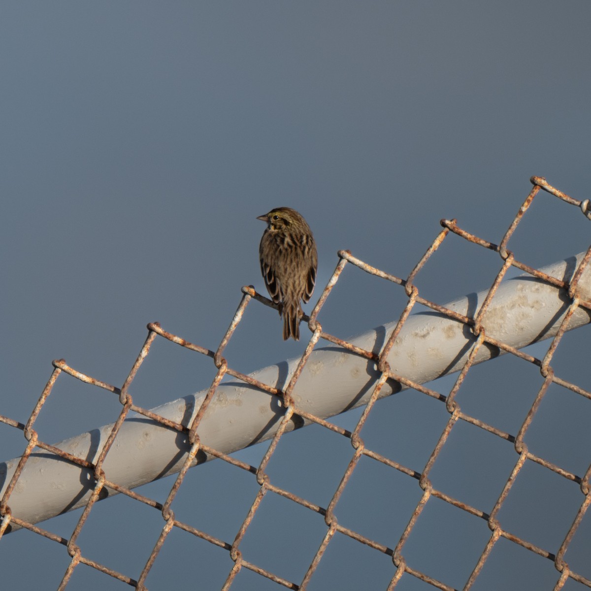Savannah Sparrow - ML643959031