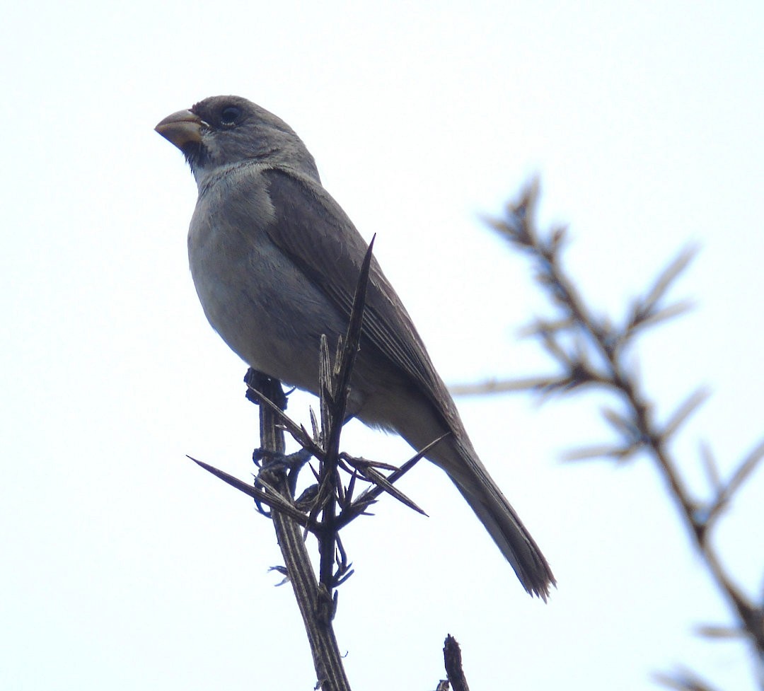 Double-collared Seedeater - ML643959032