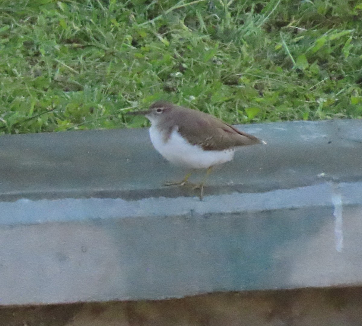 Spotted Sandpiper - ML643959034