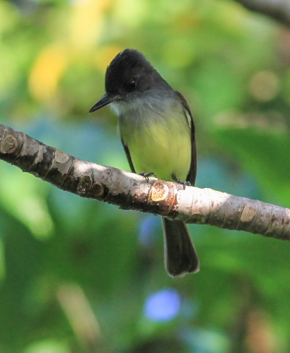 Dusky-capped Flycatcher - ML643959040