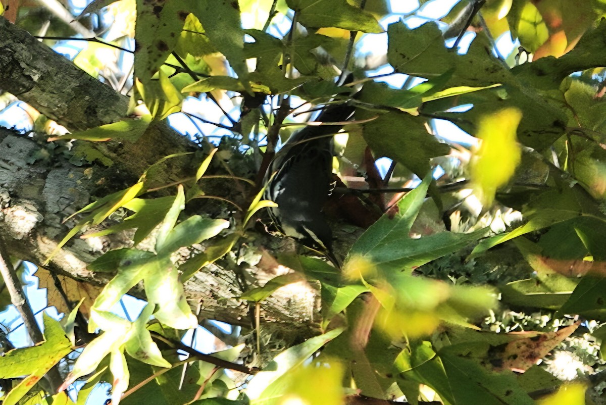 Yellow-throated Warbler - ML643959042