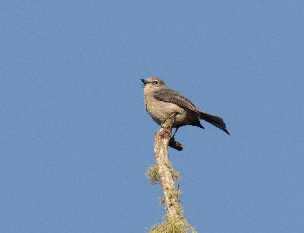 White-eyed Slaty-Flycatcher - ML643959045