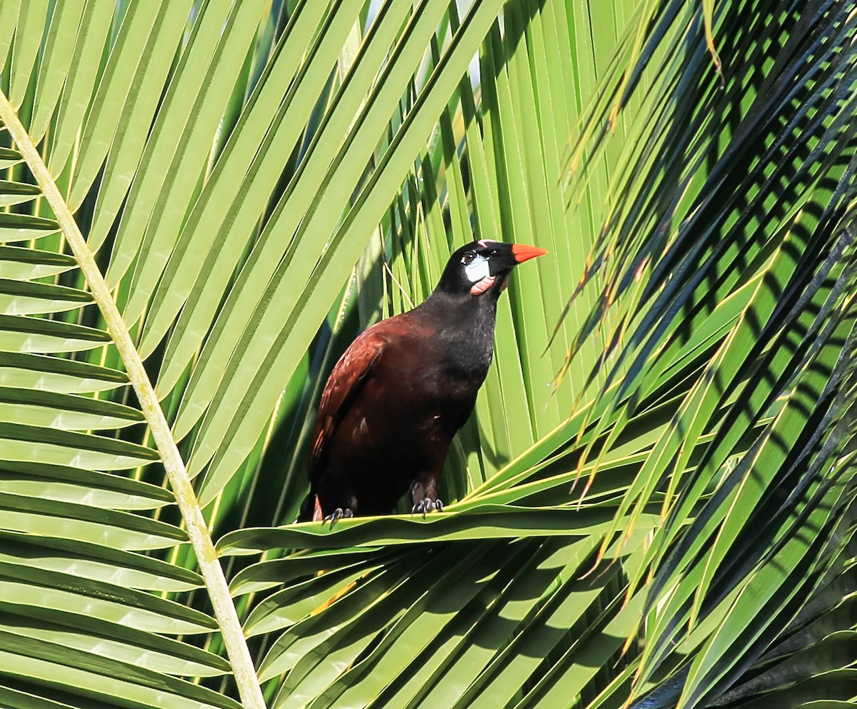 Montezuma Oropendola - ML643959051