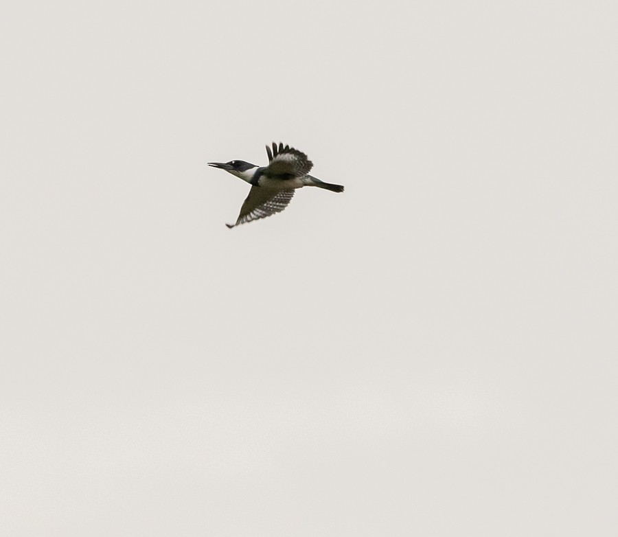 Belted Kingfisher - ML643959053