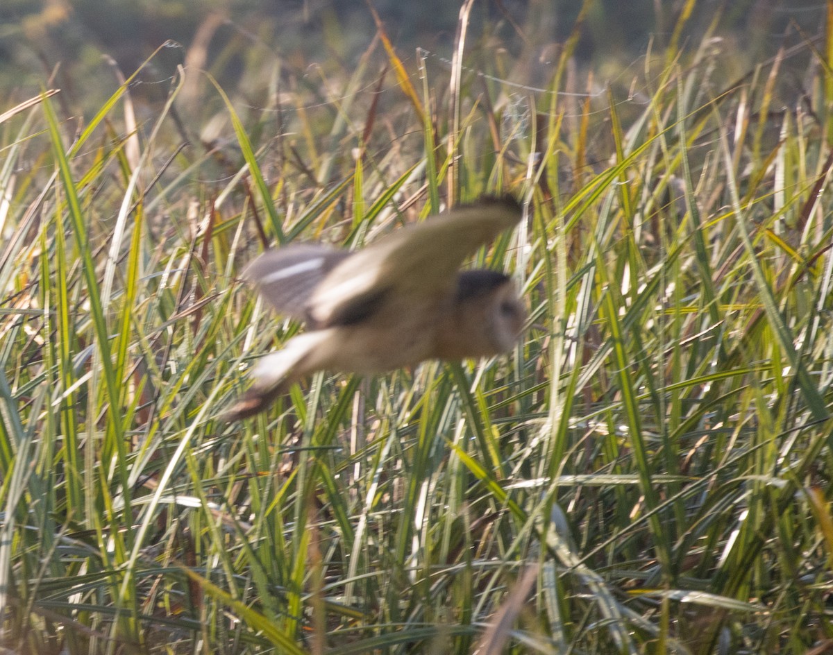 African Grass-Owl - ML643959058