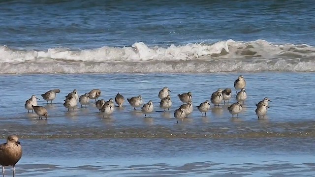Red Knot - ML643959061