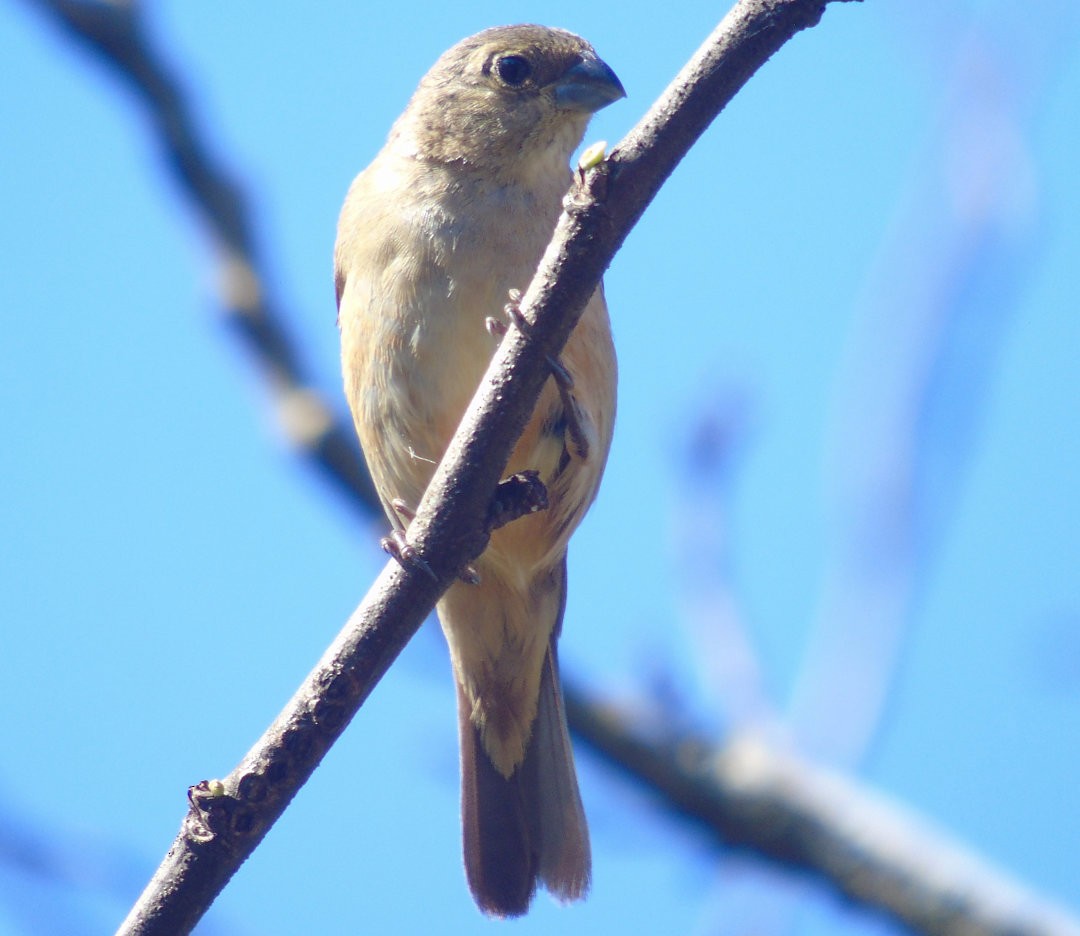 Double-collared Seedeater - ML643959062