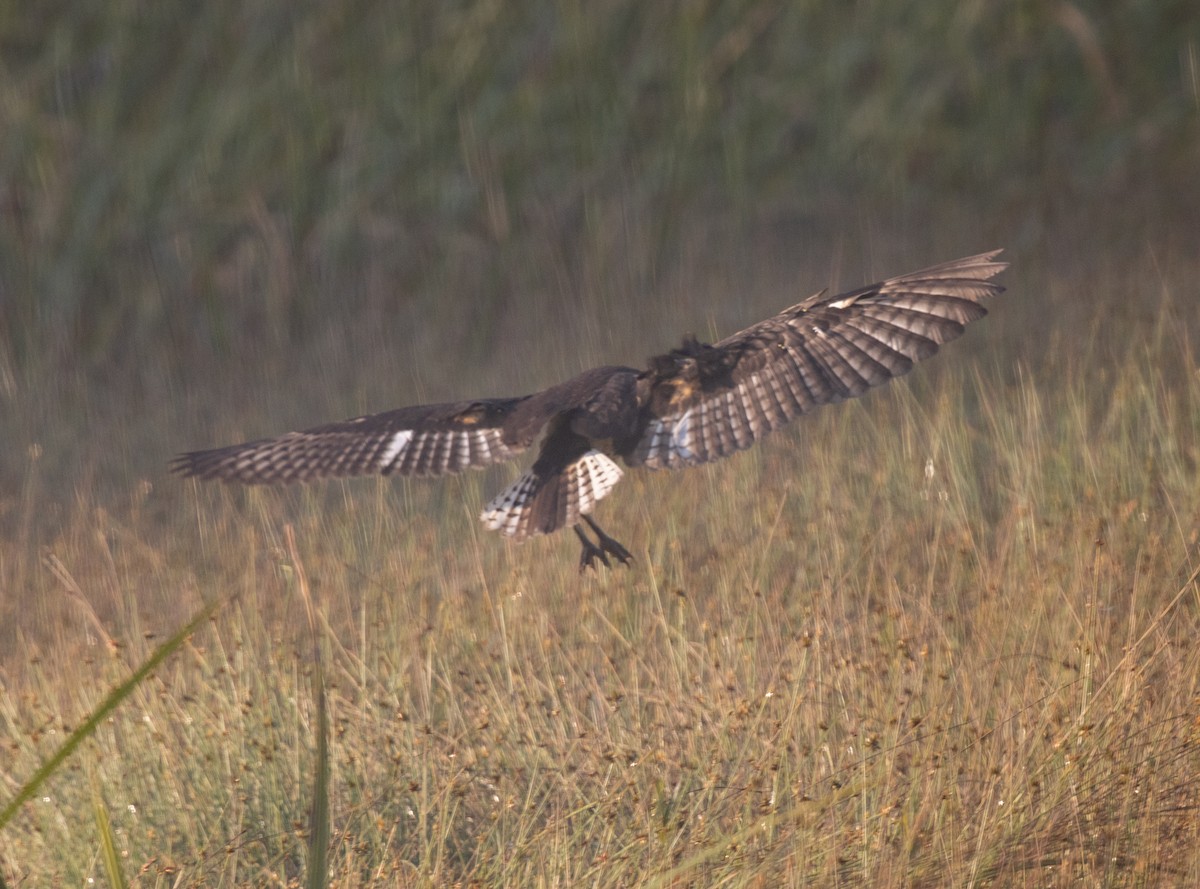 African Grass-Owl - ML643959065