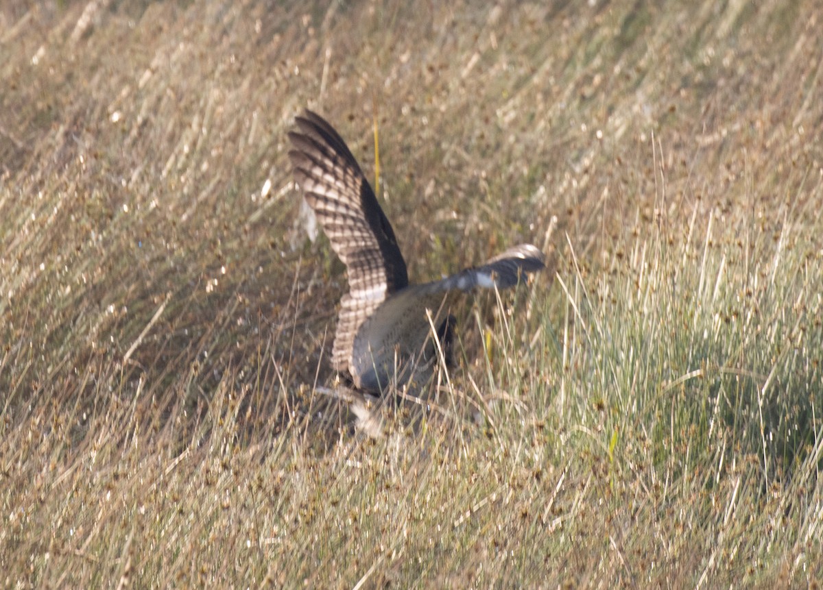 African Grass-Owl - ML643959066