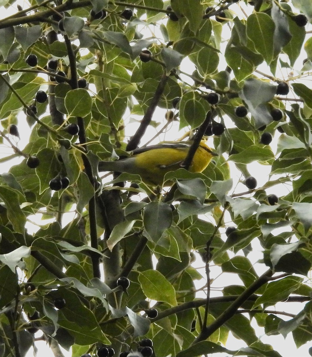 Blue-winged Warbler - ML643959067
