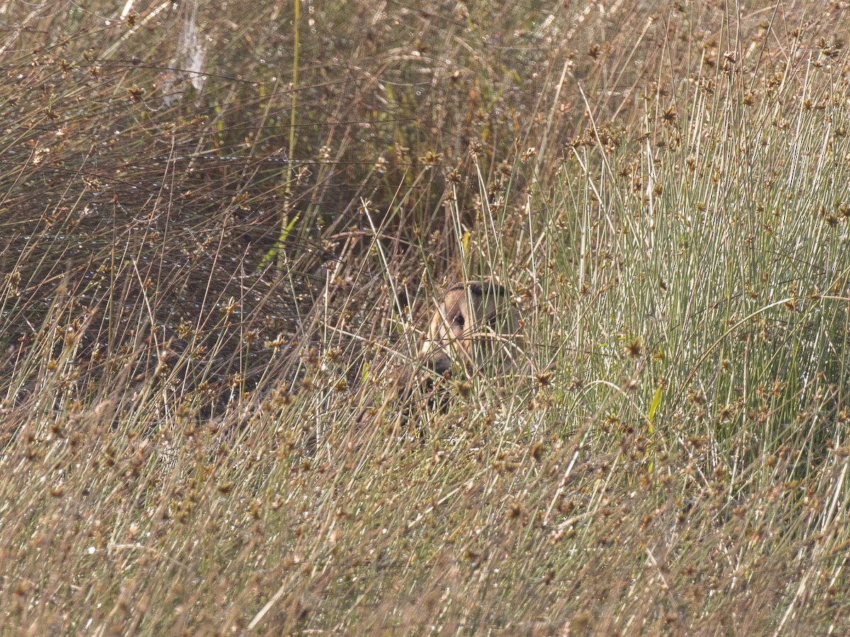 African Grass-Owl - ML643959069