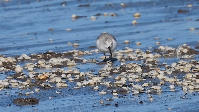 Sanderling - ML643959072