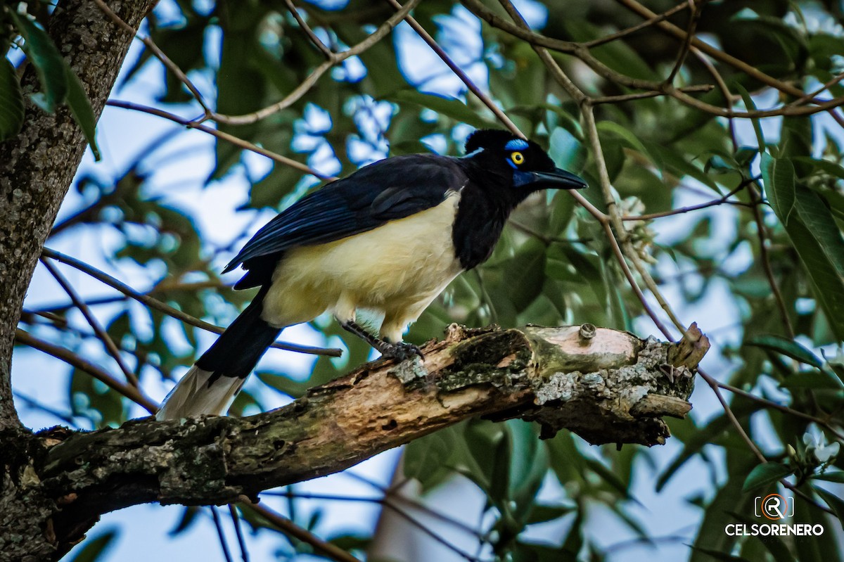 Plush-crested Jay - ML643959084